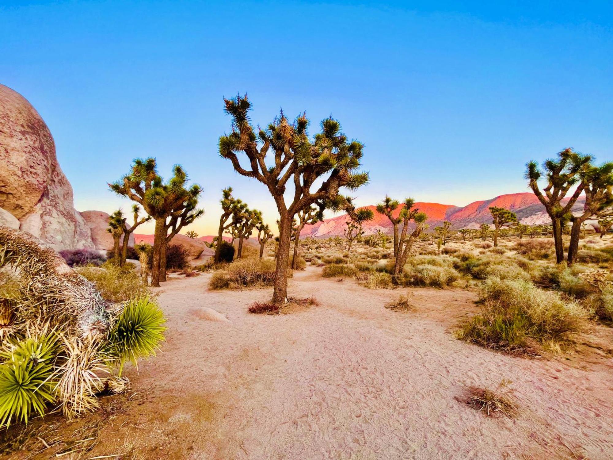 The Joshua Tree House Villa Buitenkant foto