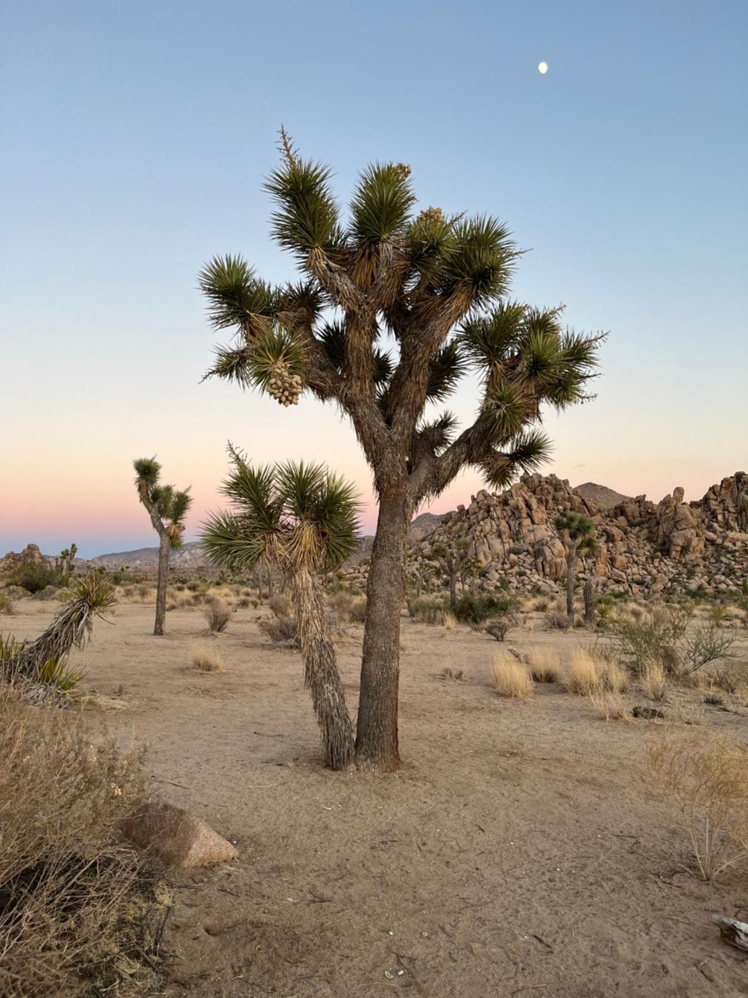 The Joshua Tree House Villa Buitenkant foto