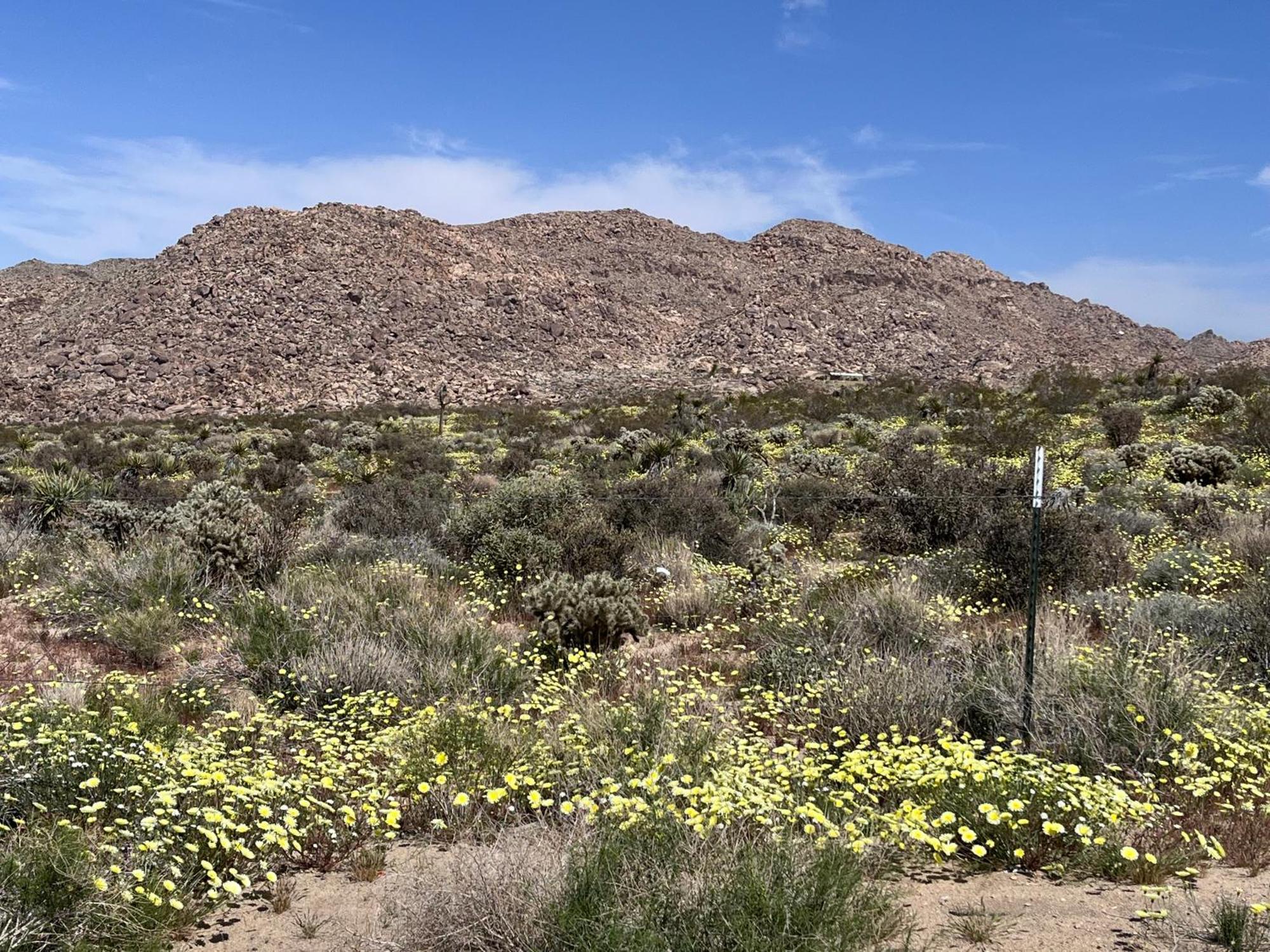 The Joshua Tree House Villa Buitenkant foto