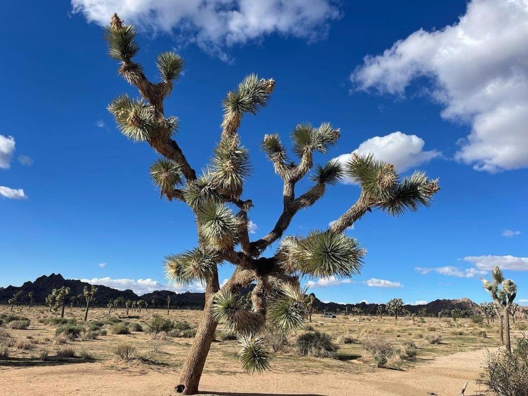 The Joshua Tree House Villa Buitenkant foto
